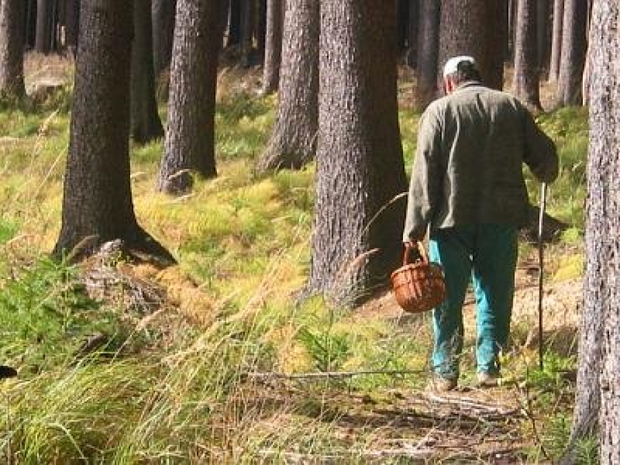 79-летний сокольчанин прошёл 12 километров, блуждая по лесу