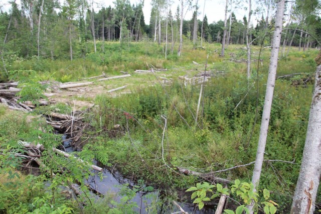 В генпрокуратуру поступило обращение о массовых незаконных вырубках леса в Шекснинском районе