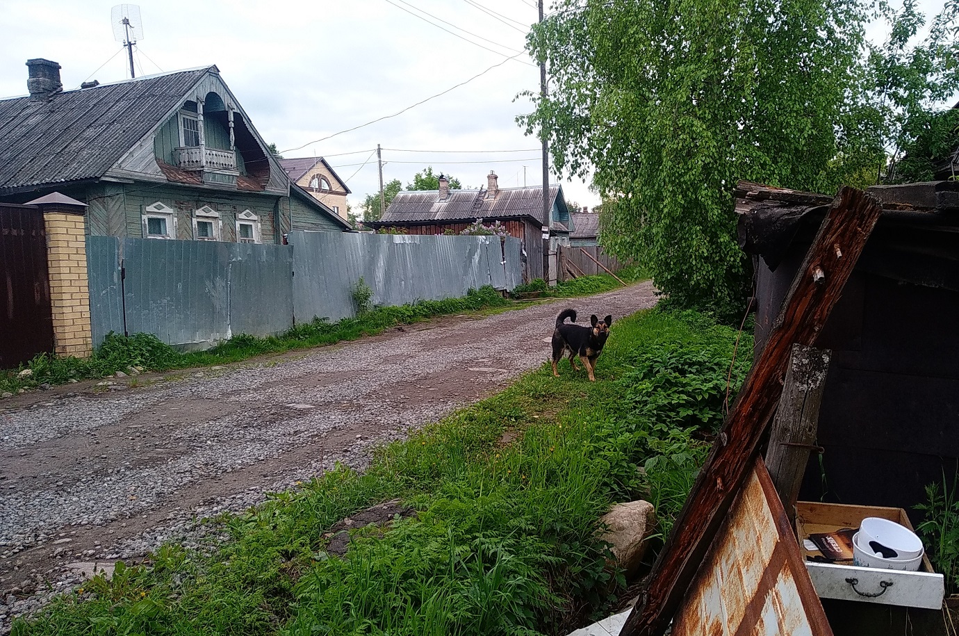 «За детей страшно»: в Вологде бездомные собаки покусали женщину