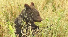 В Вологодской области посчитали медведей