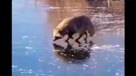 Сонная енотовидная собака вышла на лед к рыбакам в Вытегре