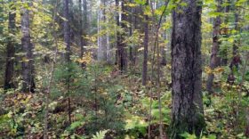 Объемы лесозаготовки в Вологодской области упали на 18%