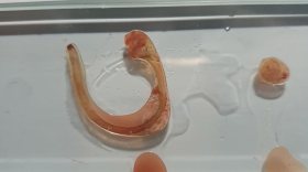 Экзотического паразита обнаружили в рыбе, поставляемой для ресторанов Череповца
