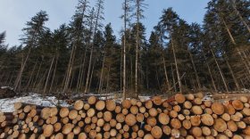 Суд Никольска отправил в колонию предпринимателя за рубку лесов в водоохранной зоне