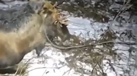 Застрявшего в реке лося спасли в Вологодской области