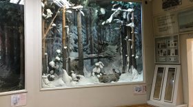 42 звука животных и птиц можно услышать в отделе природы Вологодского музея-заповедника