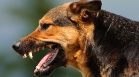 В Белозерске владельцы животных понесли наказание за своих агрессивных питомцев