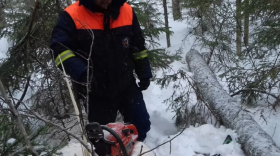 В Белозерском районе на лесоруба упало дерево, мужчина скончался