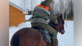 В Вологодской области спасатели начнут использовать лошадей для поисковых работ