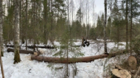 В Великоустюгском районе погиб рубщик леса