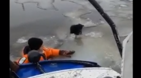 Собаку спасли с отколовшейся льдины в Череповце