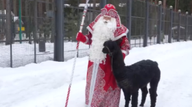 Дед Мороз лично встретил нового обитателя его зоосада в Великом Устюге