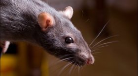 В Череповце управляющую компанию привлекли в ответственности за крыс в жилом доме