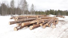 В 2022 году более тысячи человек привлечены к ответственности за незаконную рубку в Вологодской области