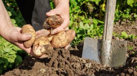 Житель Вологодского района помог знакомой выкопать картошку и украл у нее деньги