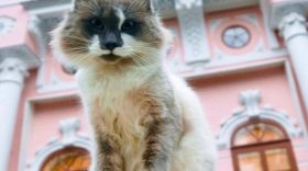 О жизни и роли котов и кошек на Руси расскажут в усадьбе Брянчаниновых 12 и 19 марта