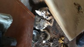 Зоозащитники из Череповца спасли щенка из ужасных условий, но хозяйка написала на них заявление