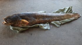 В Белом озере выловили сома длиной 1,7 метра