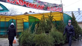 В Вологде открылись елочные базары 