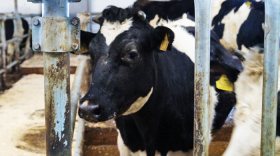 Вологодский губернатор: Надои молока вырастут в следующем году