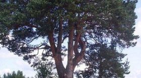 Дуб из Вологодской области внесли в реестр самых «пожилых» деревьев России