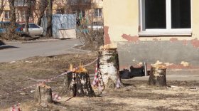 Жители дома в центре Вологды защищают березовую аллею от вырубки