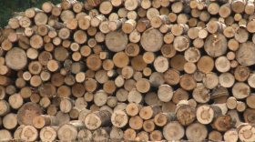 Леса на несколько миллионов рублей вырубил житель Вологодской области