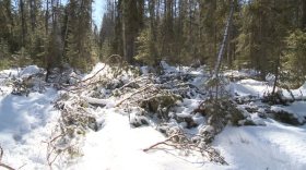 Житель Бабушкинского района незаконно нарубил леса на 180 тысяч рублей