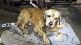В Вологде работники мотосервиса спасли упавшую в колодец собаку