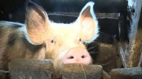 Охранники череповецкого сельхозпредприятия убивали на работе свиней и выносили их мясо под одеждой
