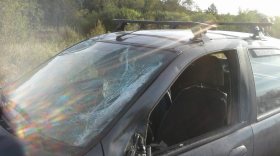 В Череповецком районе водитель «Фиата» сбил лося