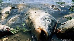 В реке Ягорбе в Череповецком районе погибла рыба