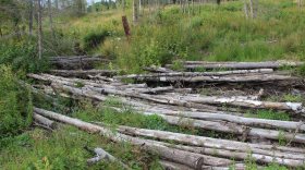 В генпрокуратуру поступило обращение о массовых незаконных вырубках леса в Шекснинском районе