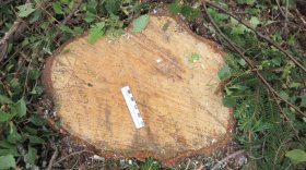 В Сокольском районе незаконно вырубили леса на 6 млн. рублей