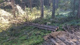 В Сокольском районе вырубают сосновый бор для "оздоровления леса"