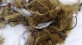 В Череповецком районе браконьер сетями ловил рыбу в нерест