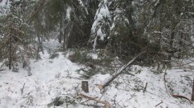 В Бабушкинском районе полиция задержала мужчину, спилившего 18 деревьев