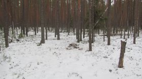 В Чагодощенском районе браконьер заплатил 240 тысяч рублей за убитого лося
