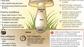 Вологодские спасатели опубликовали памятку по грибам