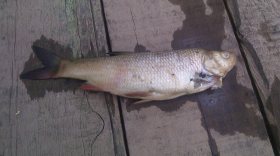 В Вологодском районе снова выясняют причины гибели рыбы в реке Шолда