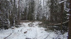 Житель Бабушкинского района незаконно вырубил около сотни деревьев на 300 тысяч рублей