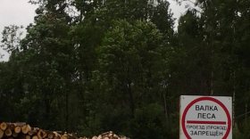 В Усть-Кубинском районе, чтобы пасти коров, вырубают лес, где живут зубры