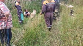 В Вытегорском районе сутки искали девушку, которая ушла в лес с пятью козами и тремя собаками
