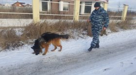 В Вологде служебные полицейские овчарки нашли пропавших пенсионерок