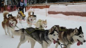 Более 250 собак соревновались в гонке на собачьих упряжках в Тотьме
