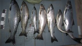 На Онежском озере задержали браконьеров, ловивших форель и лосося во время нереста