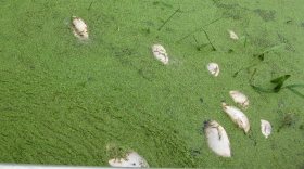 Рыба в реке Ягорбе погибла из-за токсического загрязнения воды