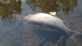 Череповчане сообщили о массовой гибели рыбы на реке Кошта из-за промышленных сбросов