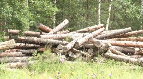 Очередная незаконная рубка вологодского леса: ущерб свыше 1 млн рублей