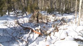 Житель Бабушкинского района незаконно вырубил леса на 2 млн рублей